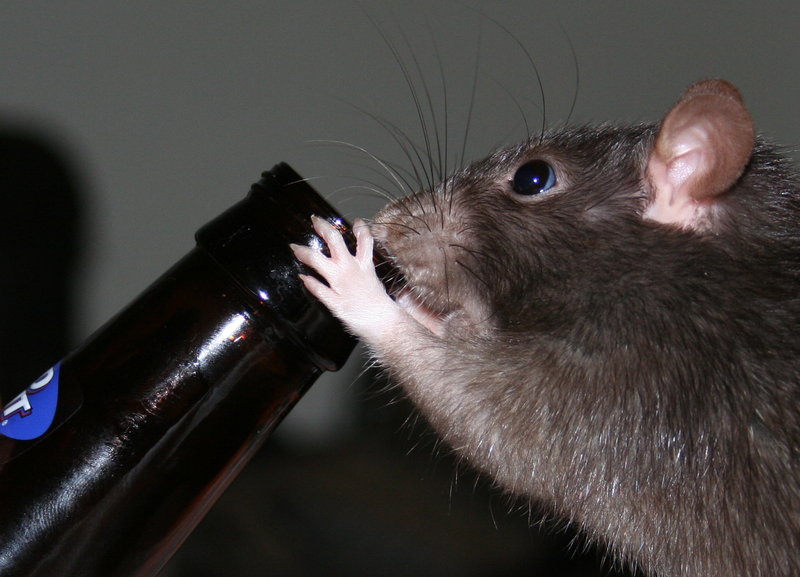 Hmmm Beer.jpg