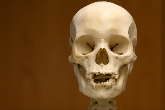 Original Skull