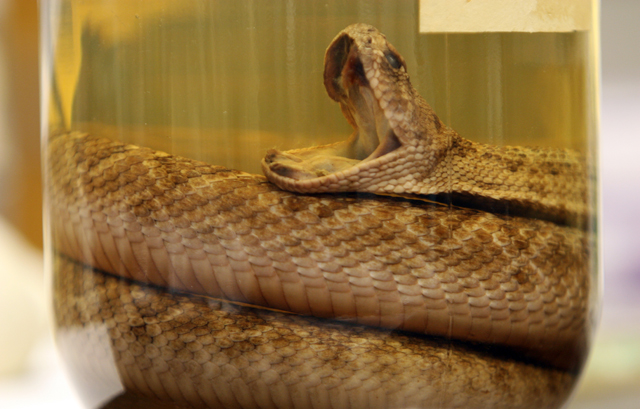 Snake