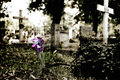 Life Amongst the Dead