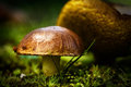 Shrooms