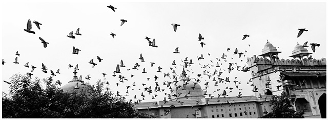 Take Flight