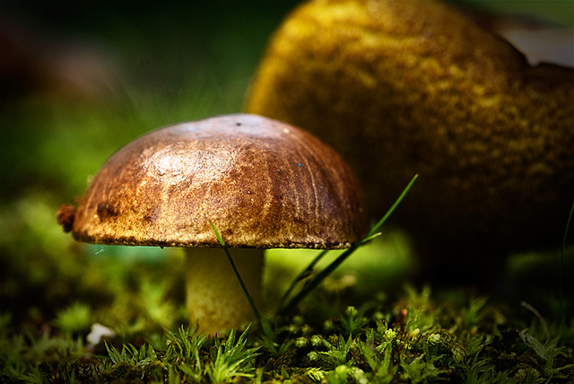 Shrooms
