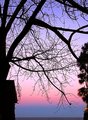 Purple Sky