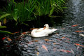 Swan