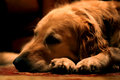 Molly Revisited