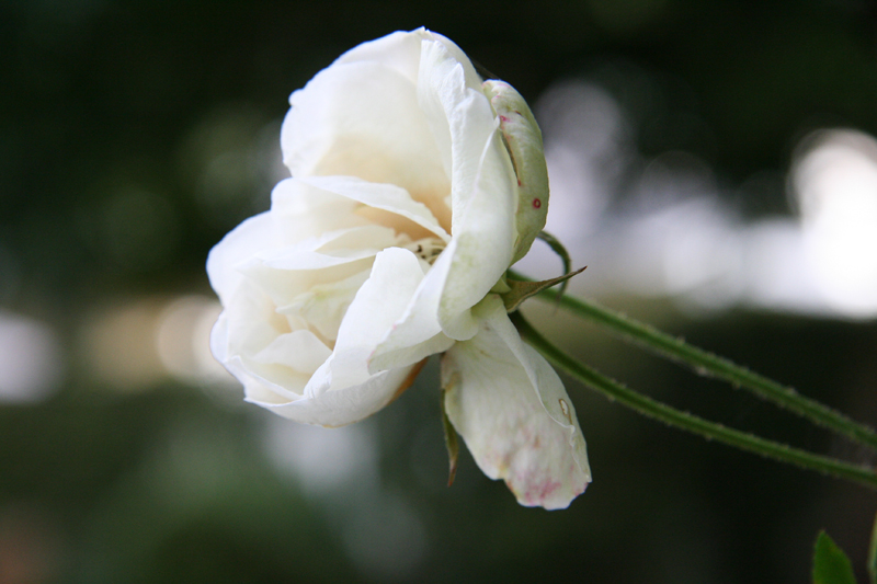 White Flower