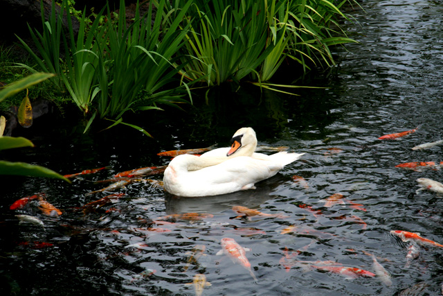 Swan