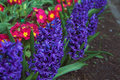 Flowers in St. Stephen's Green Park