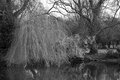 Pond in St Stephen's Green