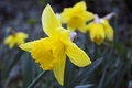 Daffodils