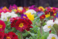 Flowerbed in Blackrock Park