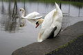Swans I