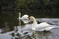 Swans II