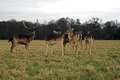 Deer in Phoenix Park