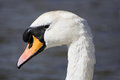 Swan's Head II