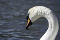 Swan's Head I