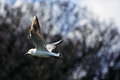 Seabird in Flight I