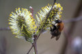 Bumblebee