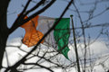 Irish Flag seen through Branches