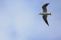 Seabird in Flight II