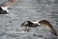 Flying in Formation