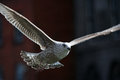 I spread my wings and fly