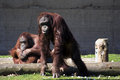 Oran-Utans