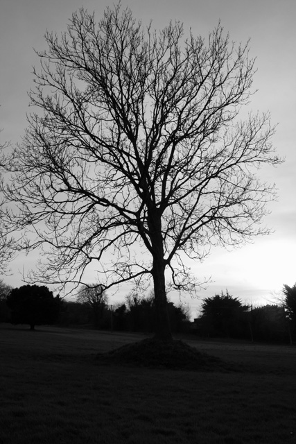 Silhouette of a Tree