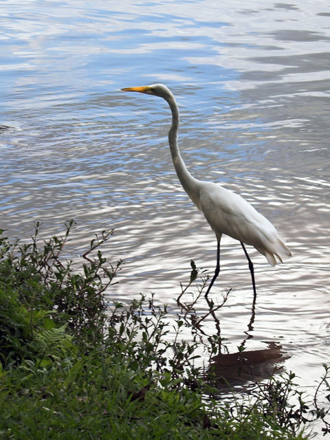 Another Bird