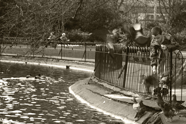 Feeding Pigeons