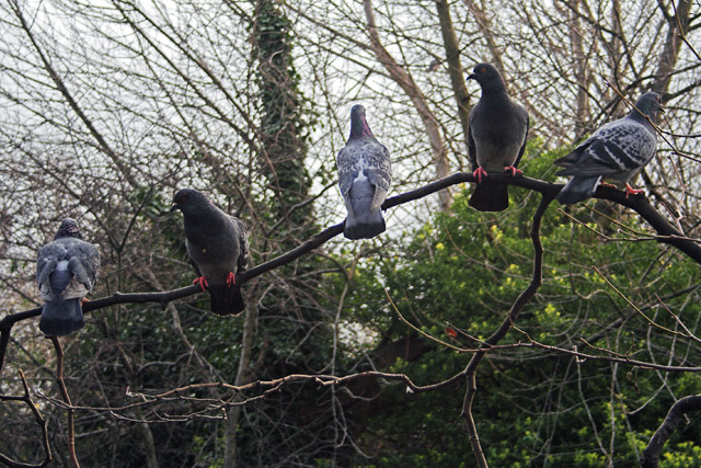 Pigeons on a Stick