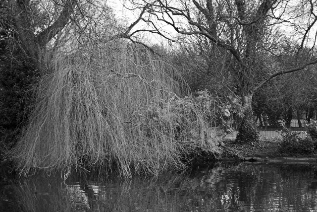 Pond in St Stephen's Green