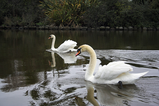 Swans II