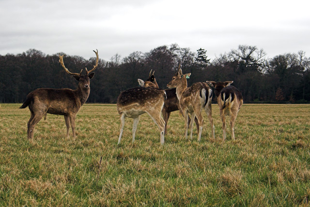 Deer in Phoenix Park