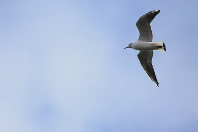Seabird in Flight II