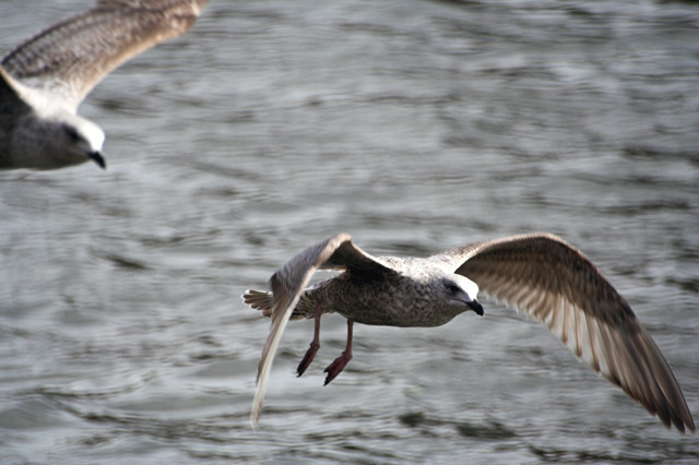 Flying in Formation