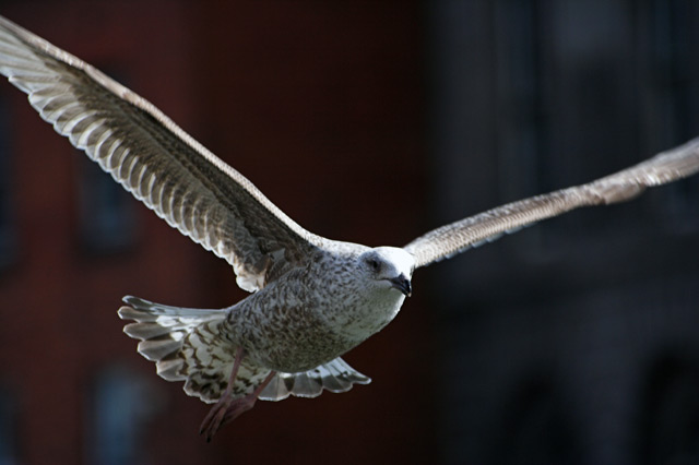 I spread my wings and fly