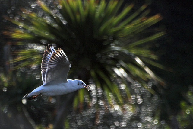 Flying away with the Bread