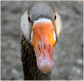 Quack...