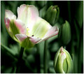 It's Time To Blossom Little One