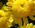 Bright As The Sun
