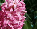 A Splash of Pink