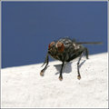 The Journey of A Bug