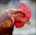 Rooster