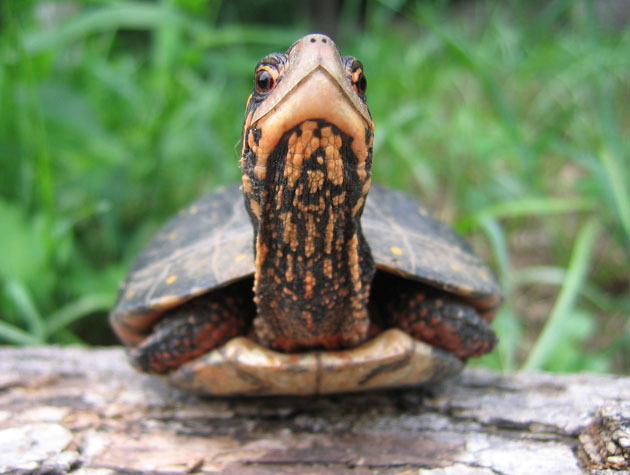 Look At Me!