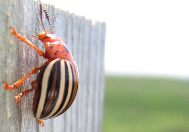 A Bug's Life