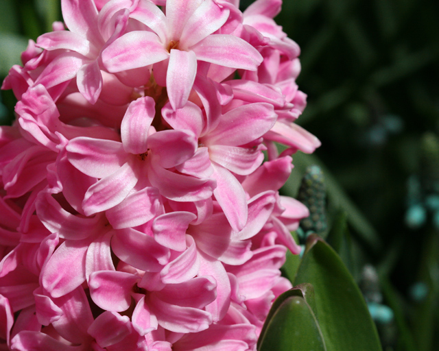 A Splash of Pink