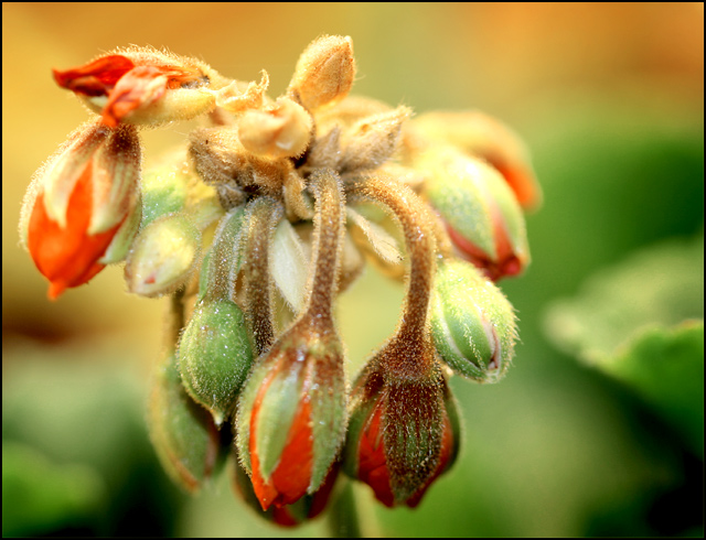 Day 6: Drooping Flowers