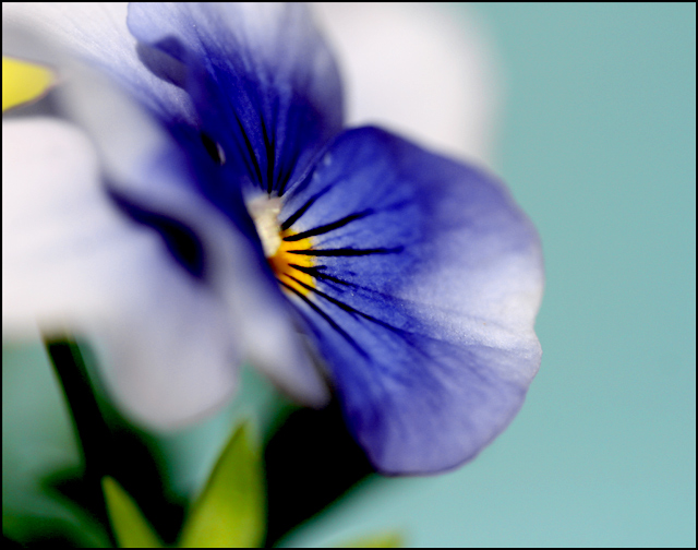 Day 7: Shades of Blue And Purple